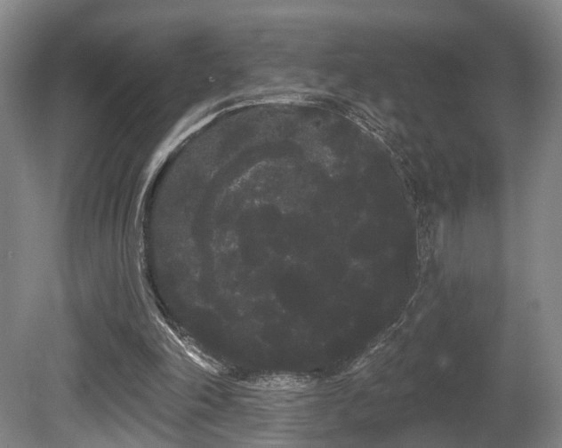 X0000080670198200612151205