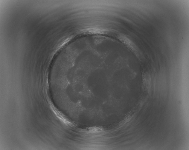 X0000080670398200612151202