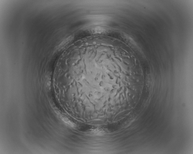 X0000080670545200612151159