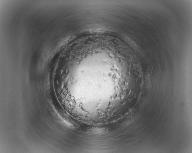 X0000080670638200612151158