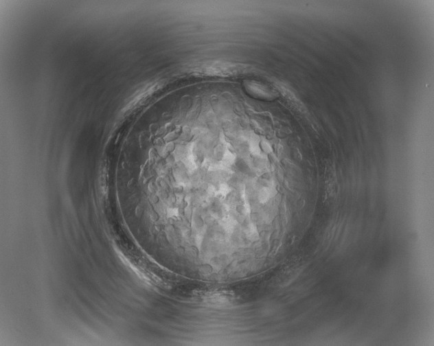 X0000080670683200612151157