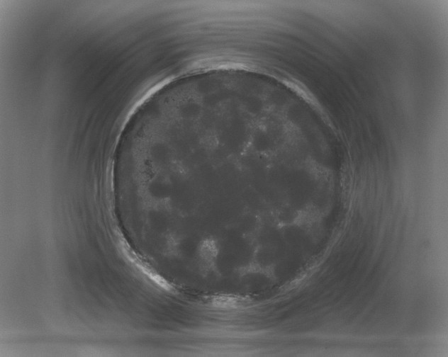 X0000080670790200612151155