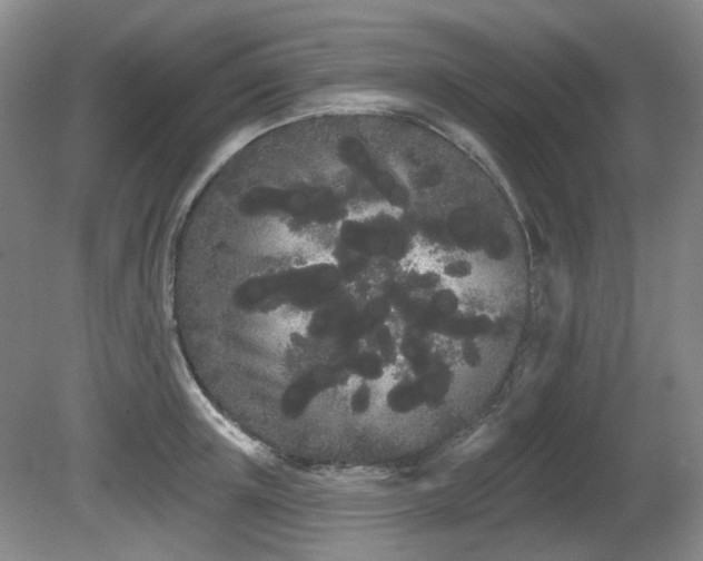 X0000080670851200612151155