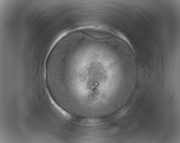X0000080671095200612151150