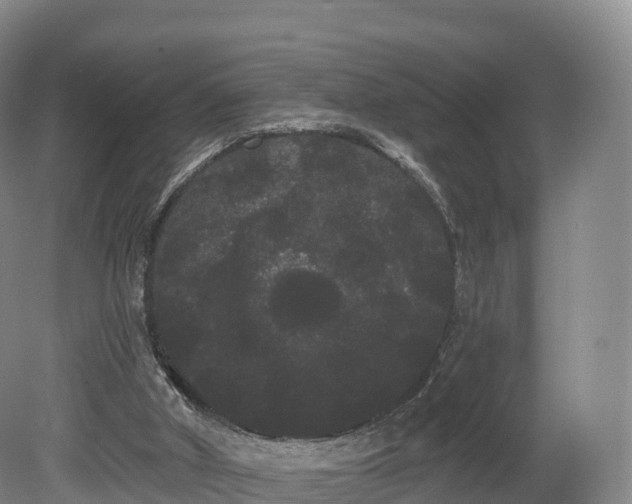 X0000080670010200612221129