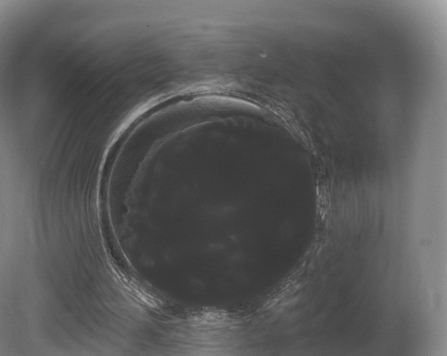 X0000080670196200612221125