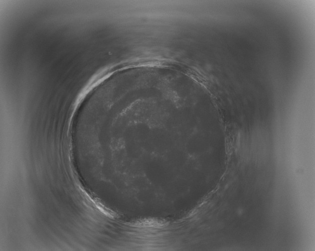 X0000080670198200612221125