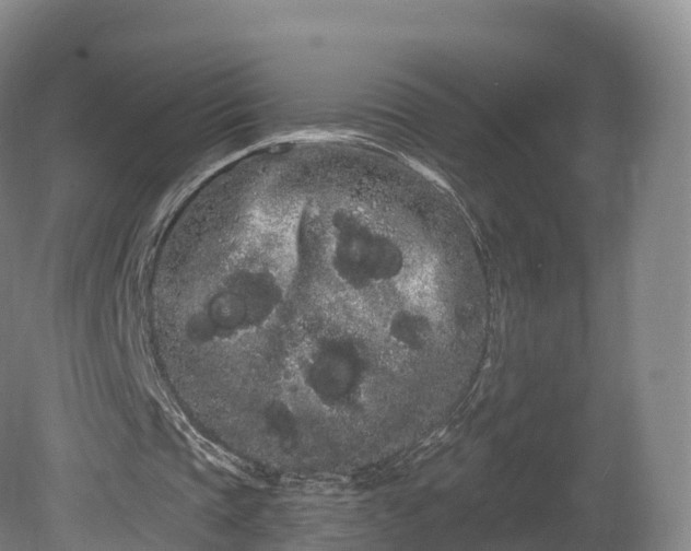 X0000080670337200612221122