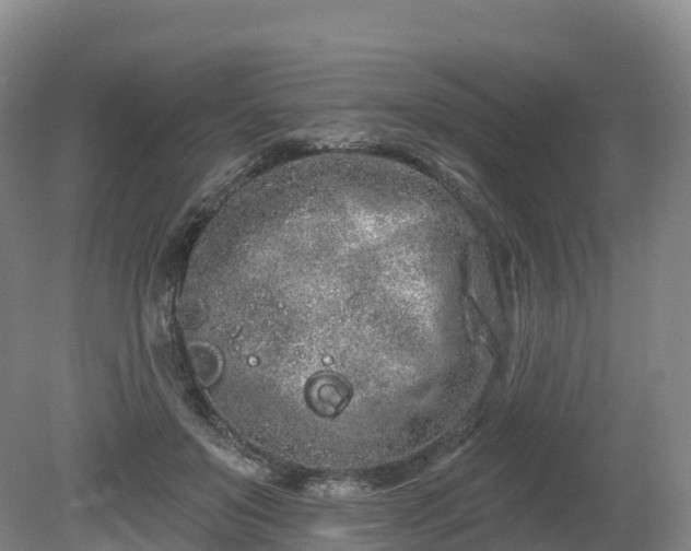 X0000080670503200612221120