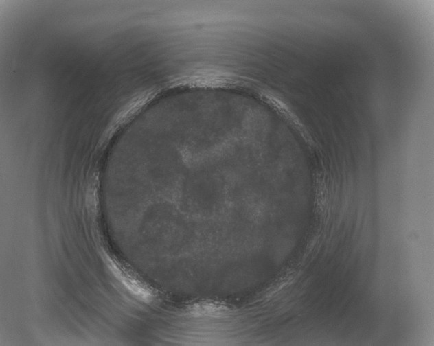 X0000080670586200612221119