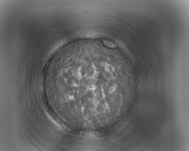 X0000080670683200612221117