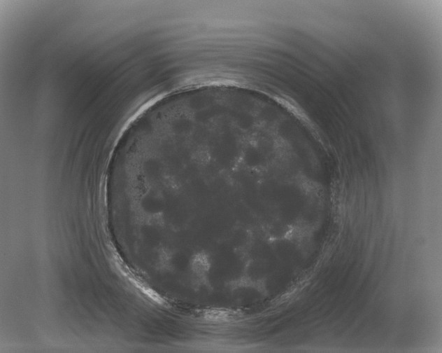 X0000080670790200612221115