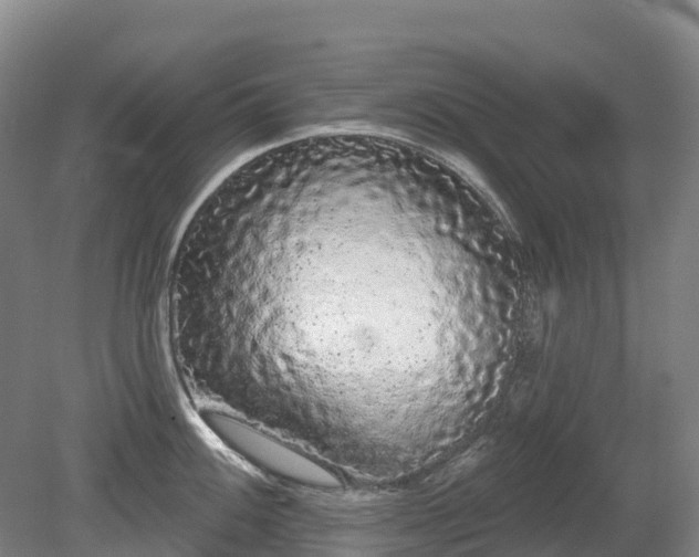 X0000080671100200612221110