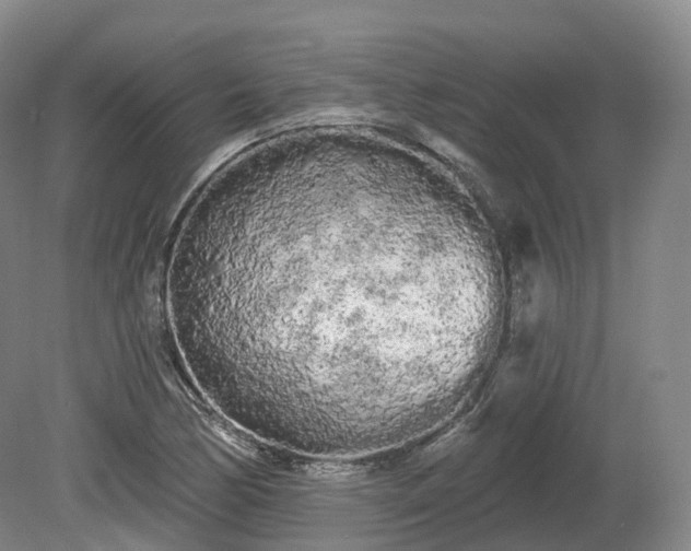 X0000080671170200612221109