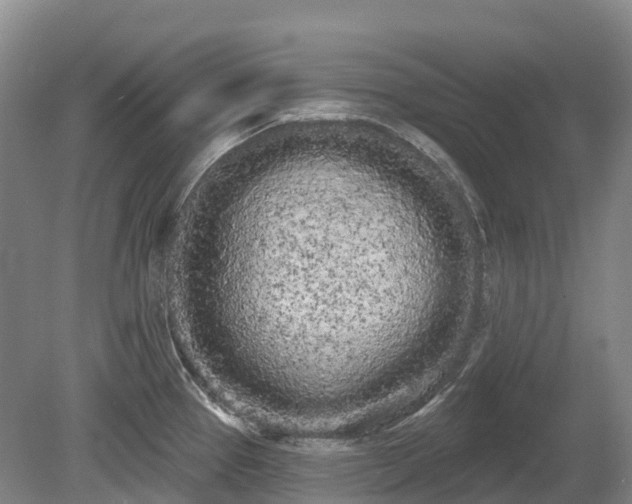 X0000080671337200612221107