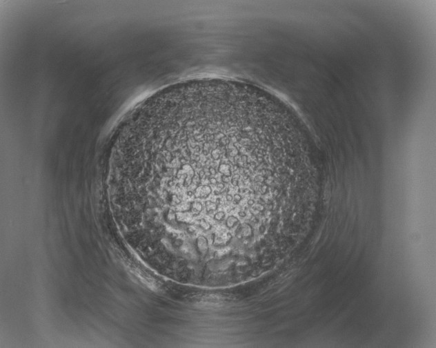 X0000080671359200612221106