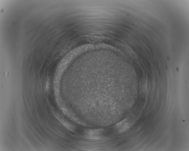 X0000080670134200612301409