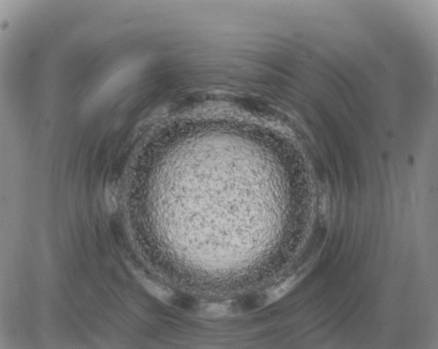 X0000080670285200612301407