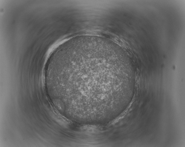 X0000080670294200612301407