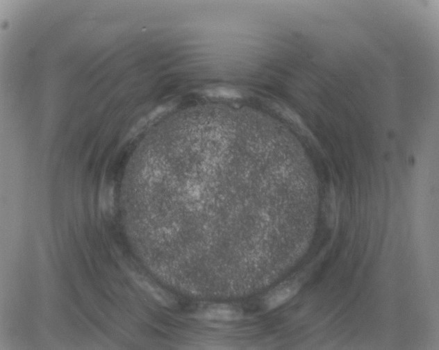 X0000080670330200612301406