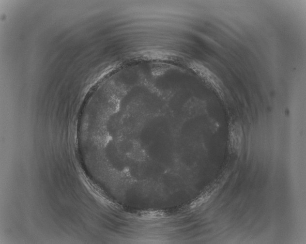 X0000080670398200612301405