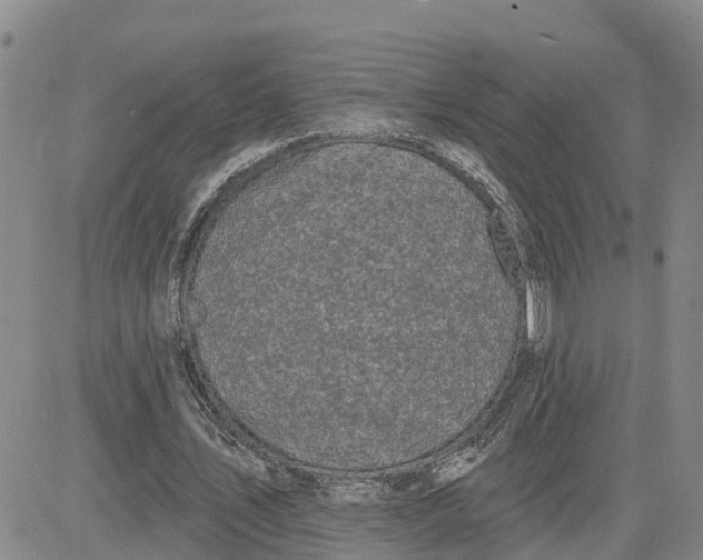 X0000080670579200612301402