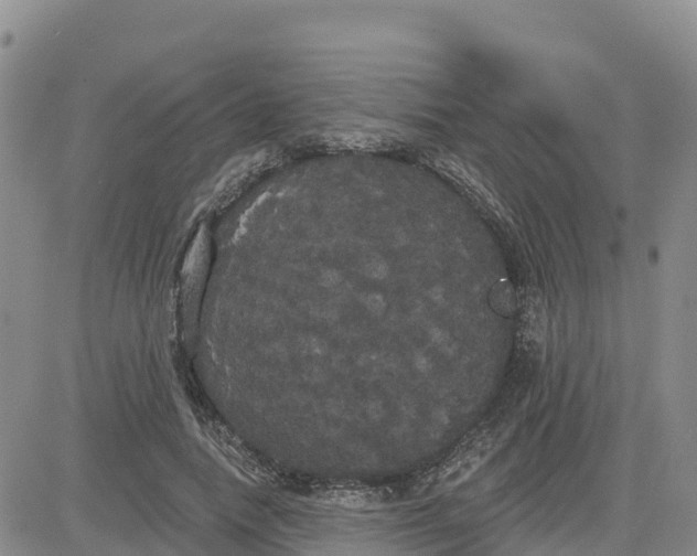 X0000080670738200612301359