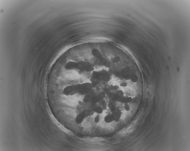 X0000080670851200612301358