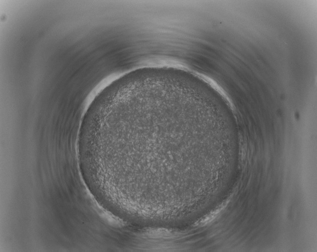 X0000080670943200612301356