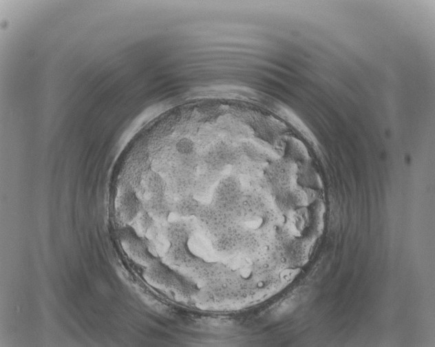 X0000080670994200612301355