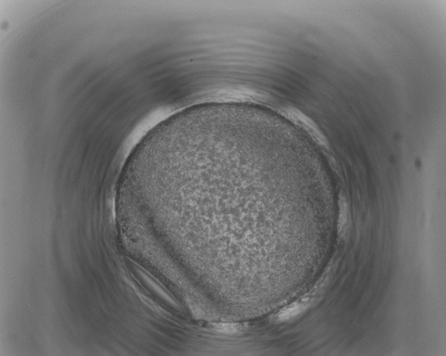 X0000080671226200612301352