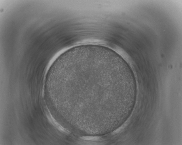 X0000080671296200612301351