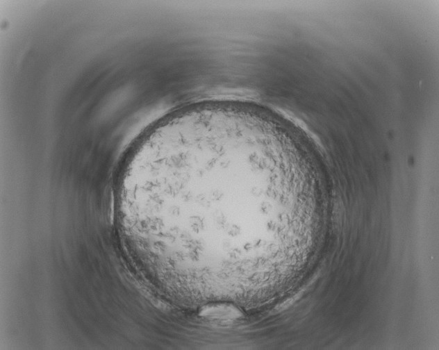 X0000080671317200612301350