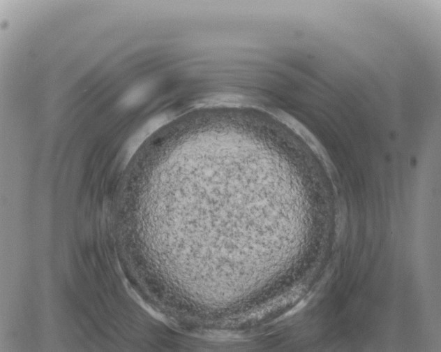 X0000080671337200612301350