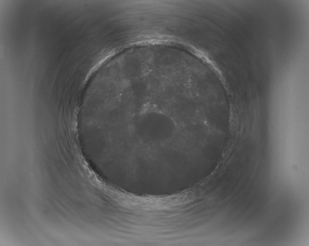 X0000080670010200701051020