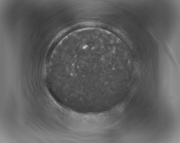 X0000080670016200701051020