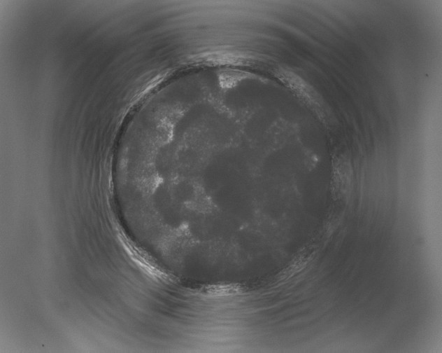 X0000080670398200701051014