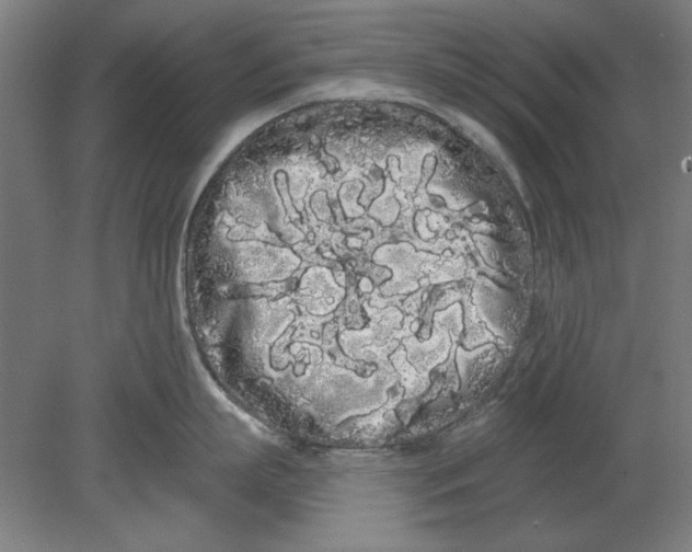 X0000080670863200701051007