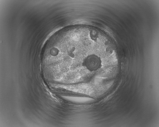 X0000080671117200701051001