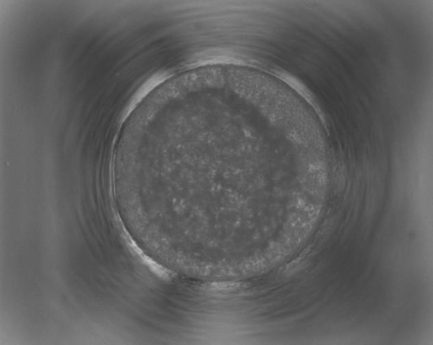 X0000080671290200701050959