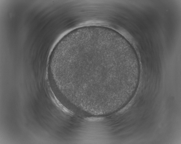 X0000080671296200701050959