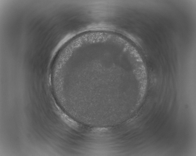 X0000080671462200701050956