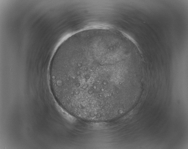 X0000080671471200701050956