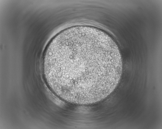 X0000080671514200701050955