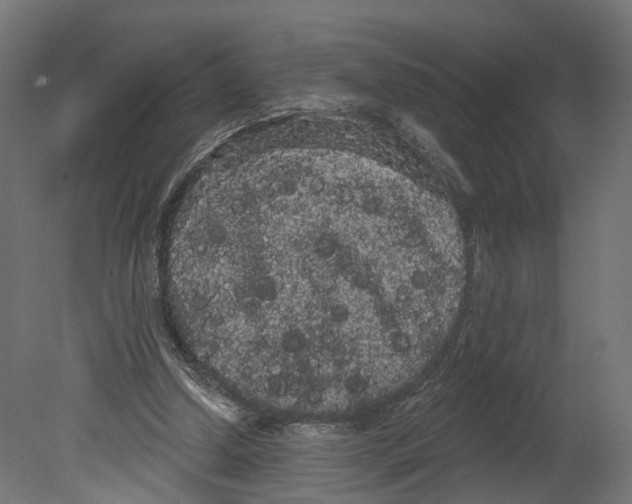 X0000080670250200701121640