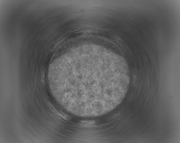 X0000080670266200701121640