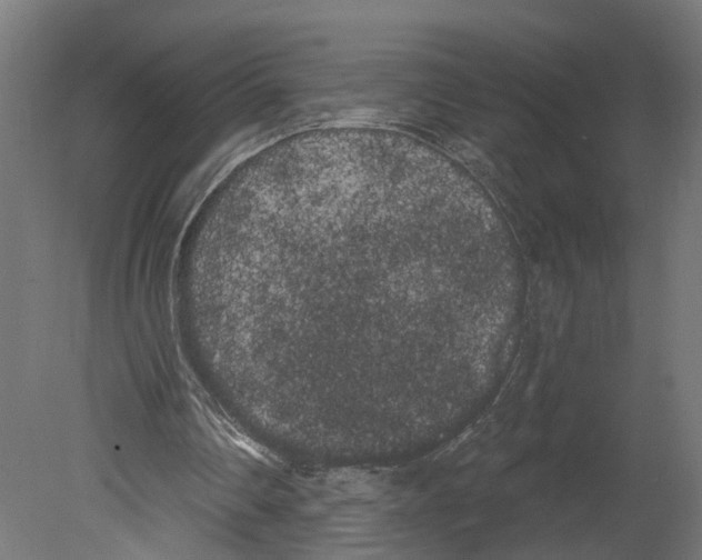 X0000080670290200701121640