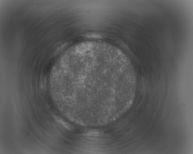 X0000080670330200701121639