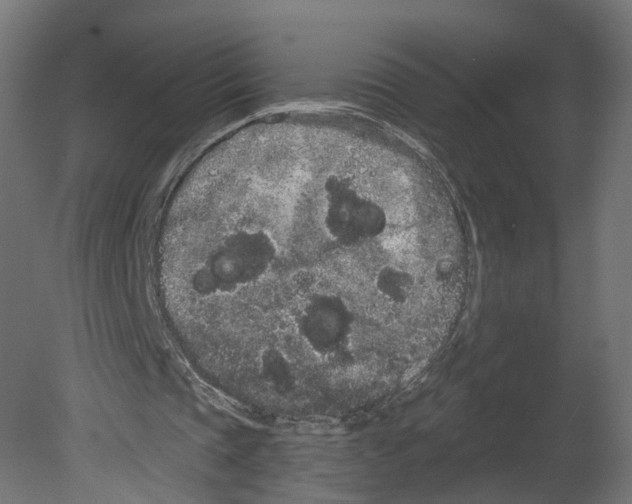 X0000080670337200701121638