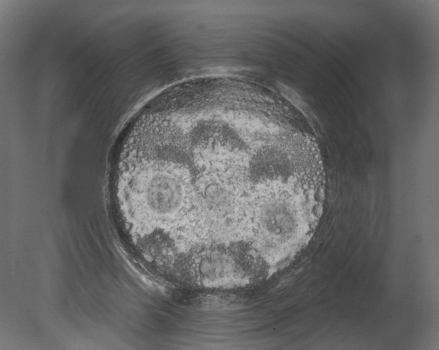 X0000080670346200701121638